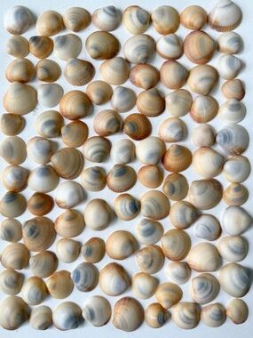 Seashells 100 Bittersweet Clam Shells 1” to 1-1/2” Beach Arts Crafts Decor